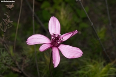 Cosmos carvifolius