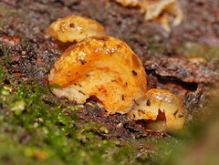 Gloeoporus phlebophorus