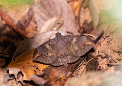 Ischyja ferrifracta