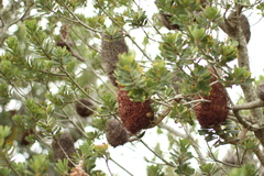 Banksia praemorsa