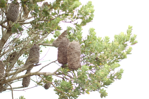 Image of Banksia praemorsa by (c) Em Lamond, some rights reserved (CC BY)