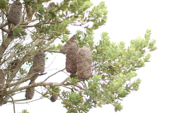 Banksia praemorsa