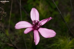 Cosmos carvifolius