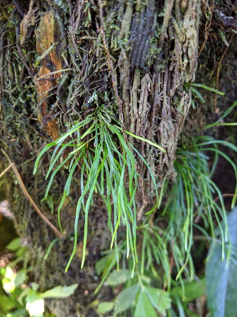Vaginularia