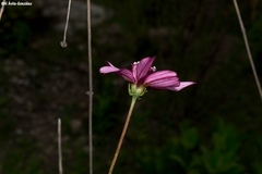 Cosmos carvifolius