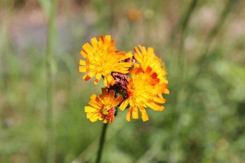 hawkweed (Hieracium ×fuscatrum)
