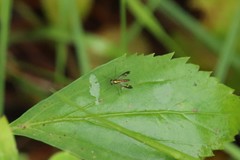 Condylostylus nebulosus