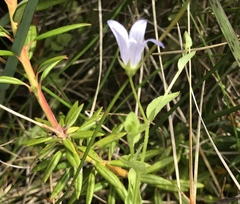 Campanula californica