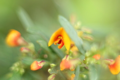 Bossiaea linophylla
