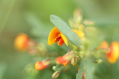 Bossiaea linophylla
