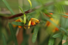 Bossiaea linophylla