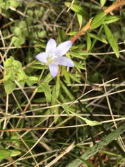 Campanula californica