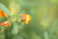 Bossiaea linophylla