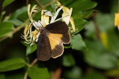 Baradesa lithosioides