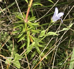Campanula californica