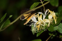 Baradesa lithosioides