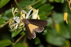 Baradesa lithosioides