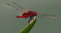 Urothemis signata insignata