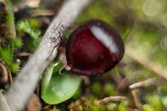 Corybas recurvus