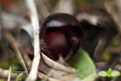 Corybas recurvus
