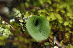 Corybas recurvus