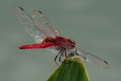 Urothemis signata insignata