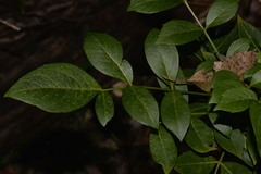 Polyscias sambucifolia