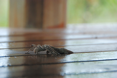 Isopedella conspersa