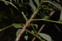 Polyscias sambucifolia