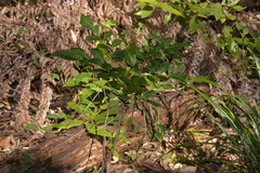 Polyscias sambucifolia