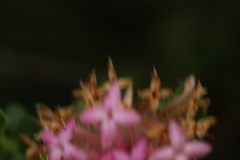Pimelea rosea