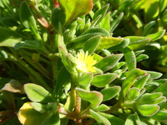 Cleretum papulosum