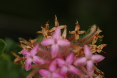 Pimelea rosea