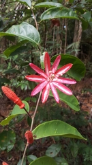 Passiflora glandulosa
