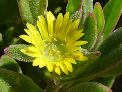 Cleretum papulosum