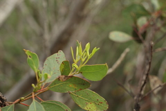 Eucalyptus angulosa