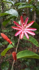 Passiflora glandulosa