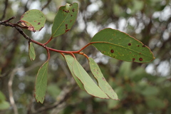 Eucalyptus angulosa