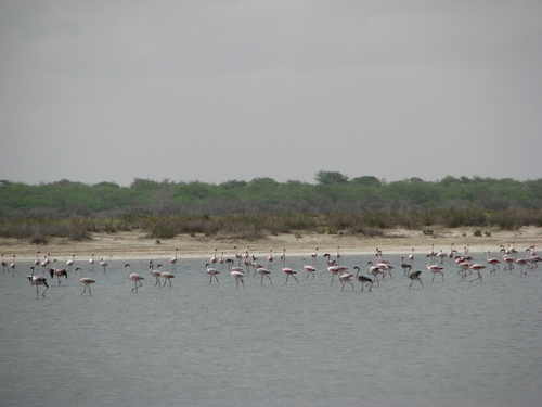 Phoeniconaias minor