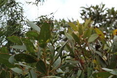 Eucalyptus angulosa