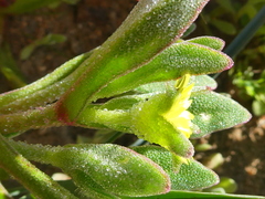 Cleretum papulosum
