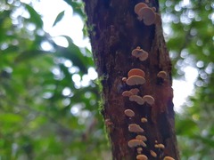 Panellus luxfilamentus