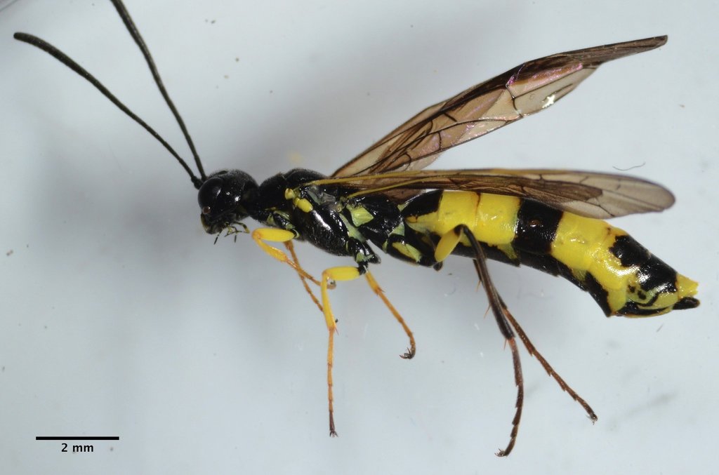 Stem Sawflies and Allies