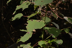 Homalanthus populifolius