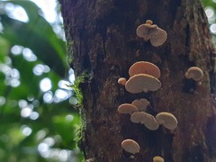 Panellus luxfilamentus