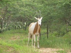 Oryx dammah