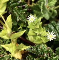 Stellaria littoralis