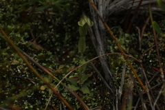 Pterostylis erubescens