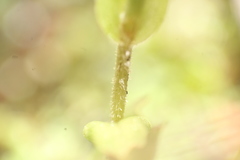 Pterostylis erubescens