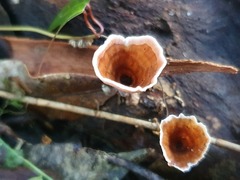 Podoscypha petalodes